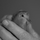 Image for article titled Shooting Challenge: BlackWhite12